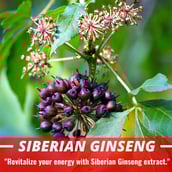6 - Humming Herbs Siberian Ginseng 4 in 1 Formula,  180 capsules 