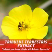 5 - Humming Herbs Siberian Ginseng 4 in 1 Formula,  180 capsules 